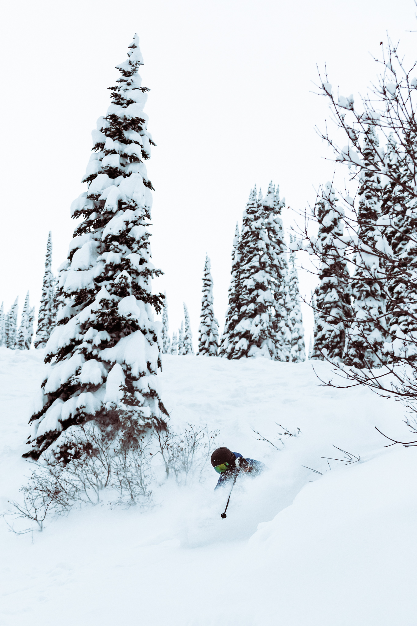 Dancing between snow-cloaked furs.