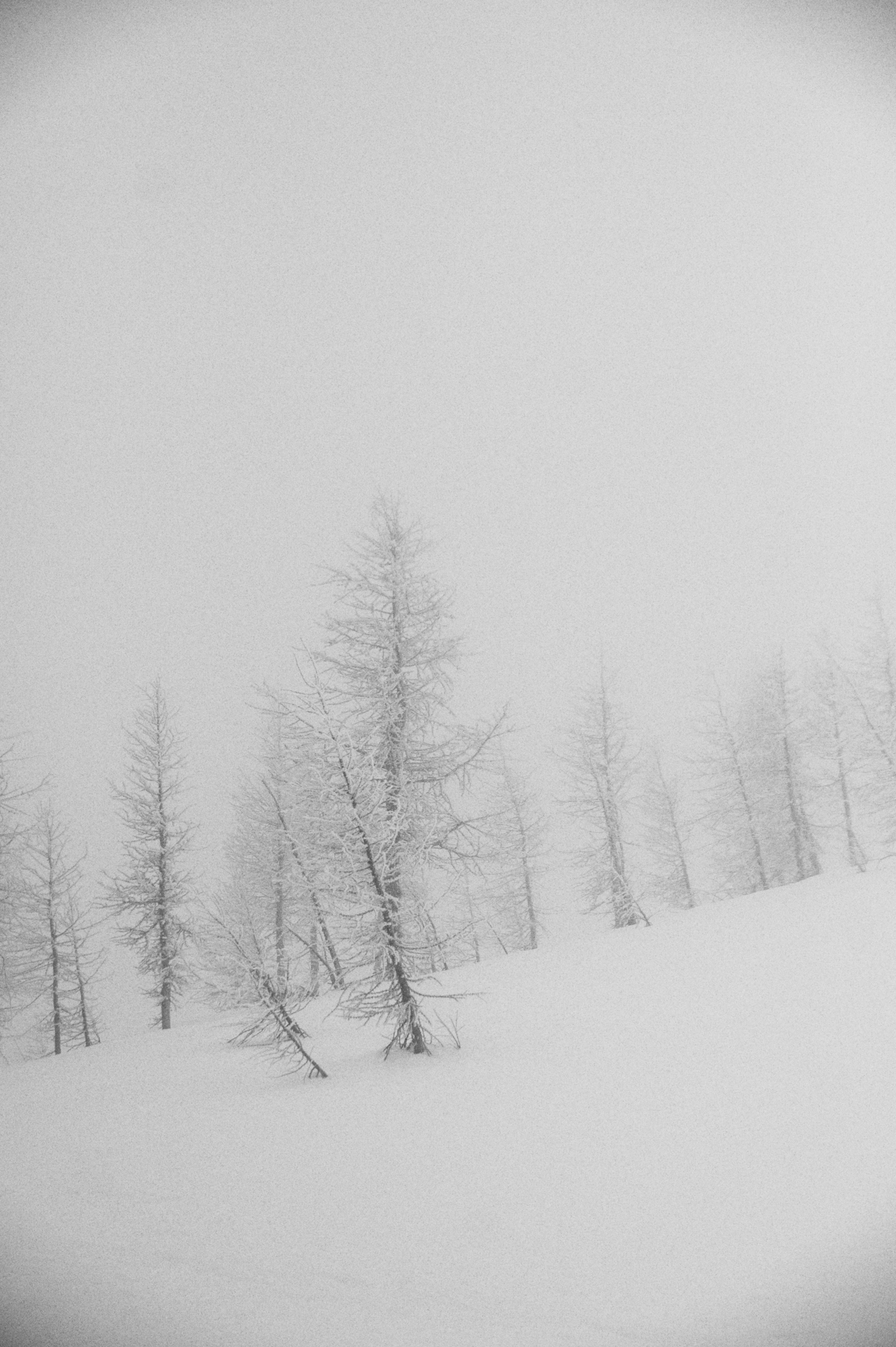 Touring through empty forests.